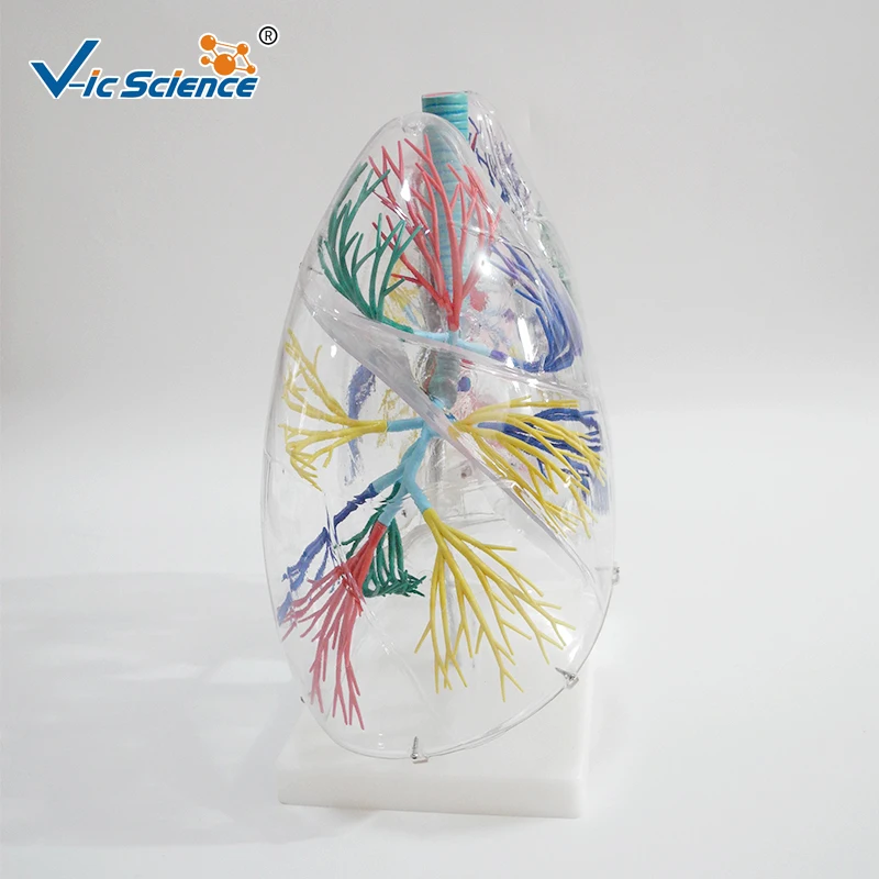 Человеческий Размер жизни в 2 раза увеличенные прозрачные легкие - купить по