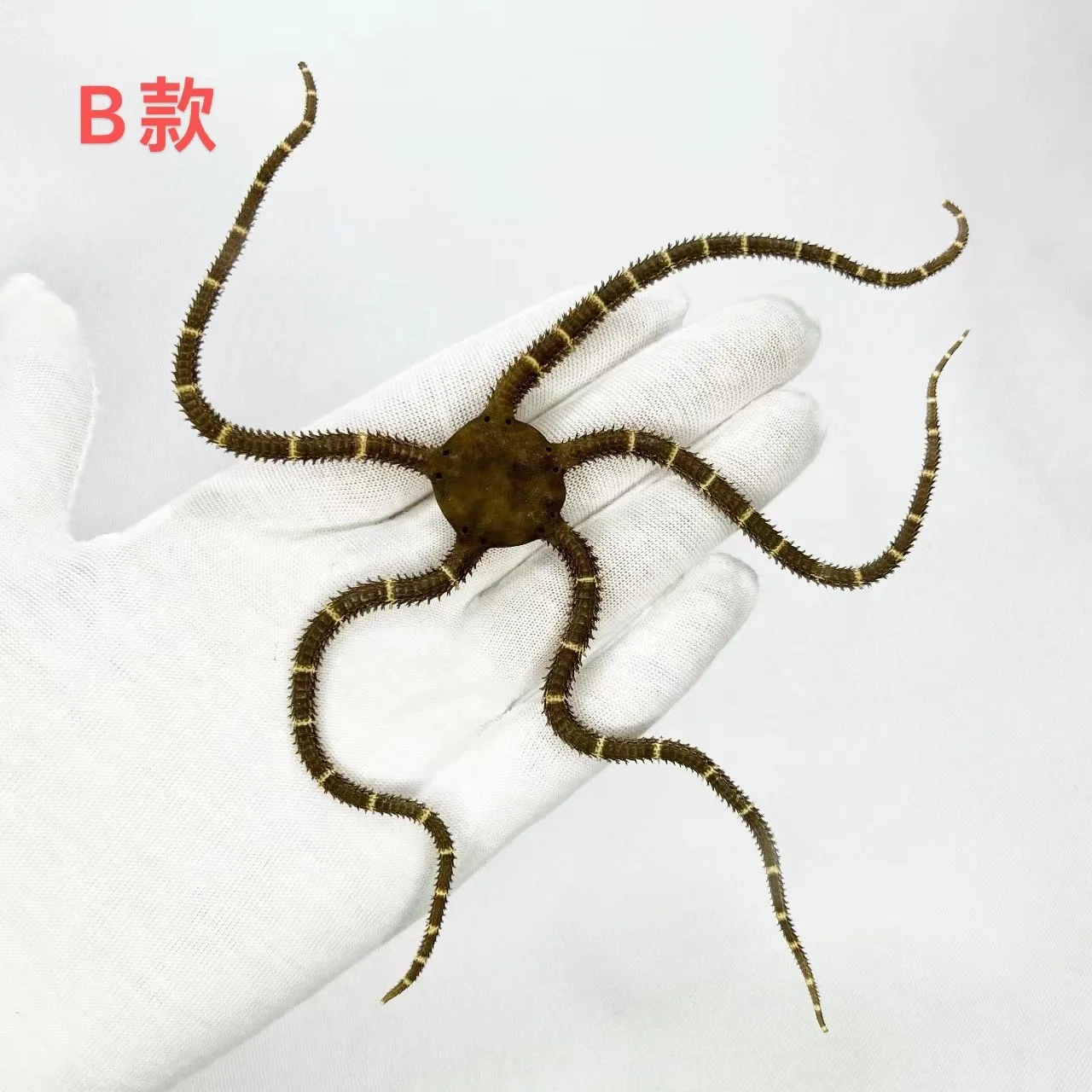 

Коллекция натуральных образцов морских звезд