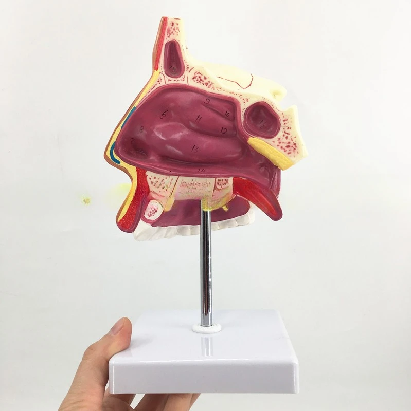 Модель анатомии носа человека патология отоларингология модель человеческой