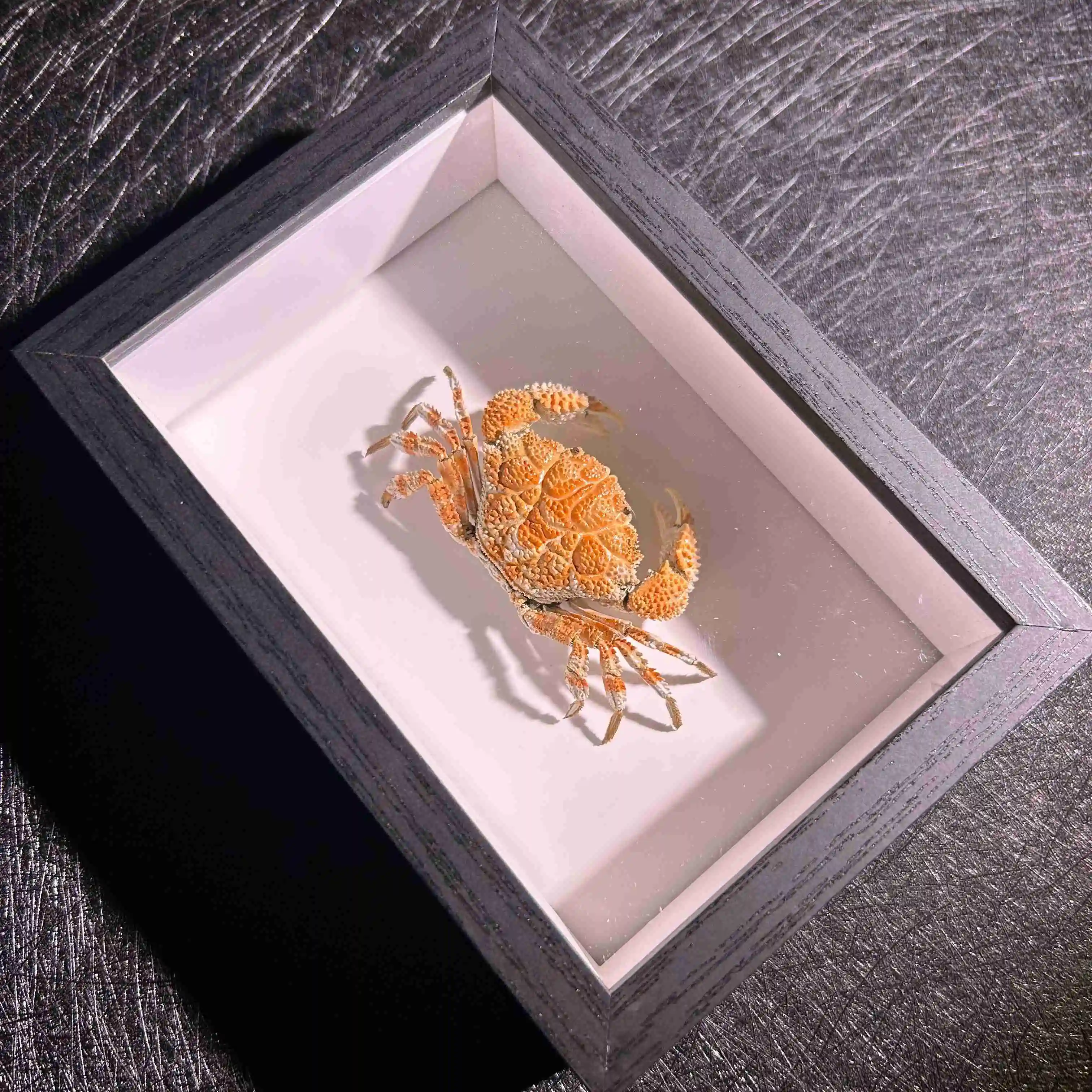 

Ручная статуэтка краба Скарберрима Демании