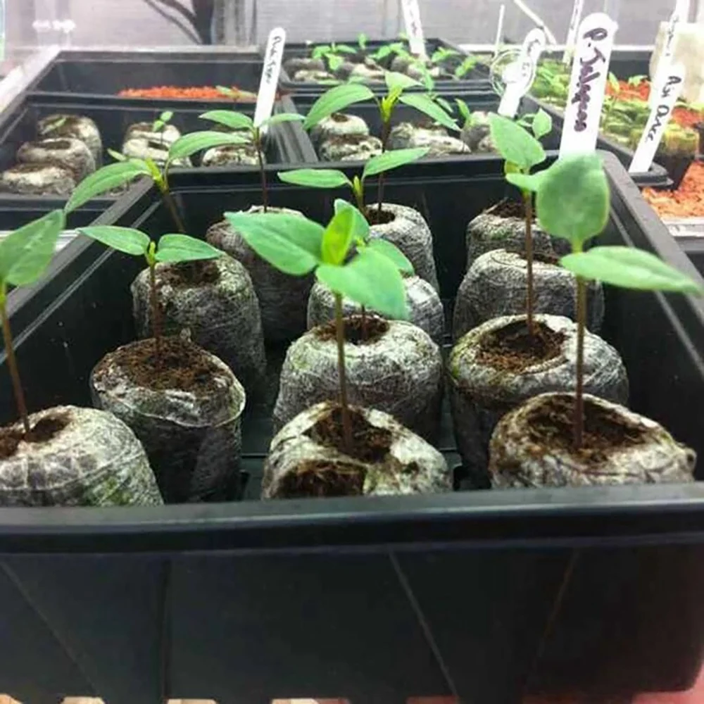 110 шт. профессиональные торфские гранулы стартовый почвенный блок для растений