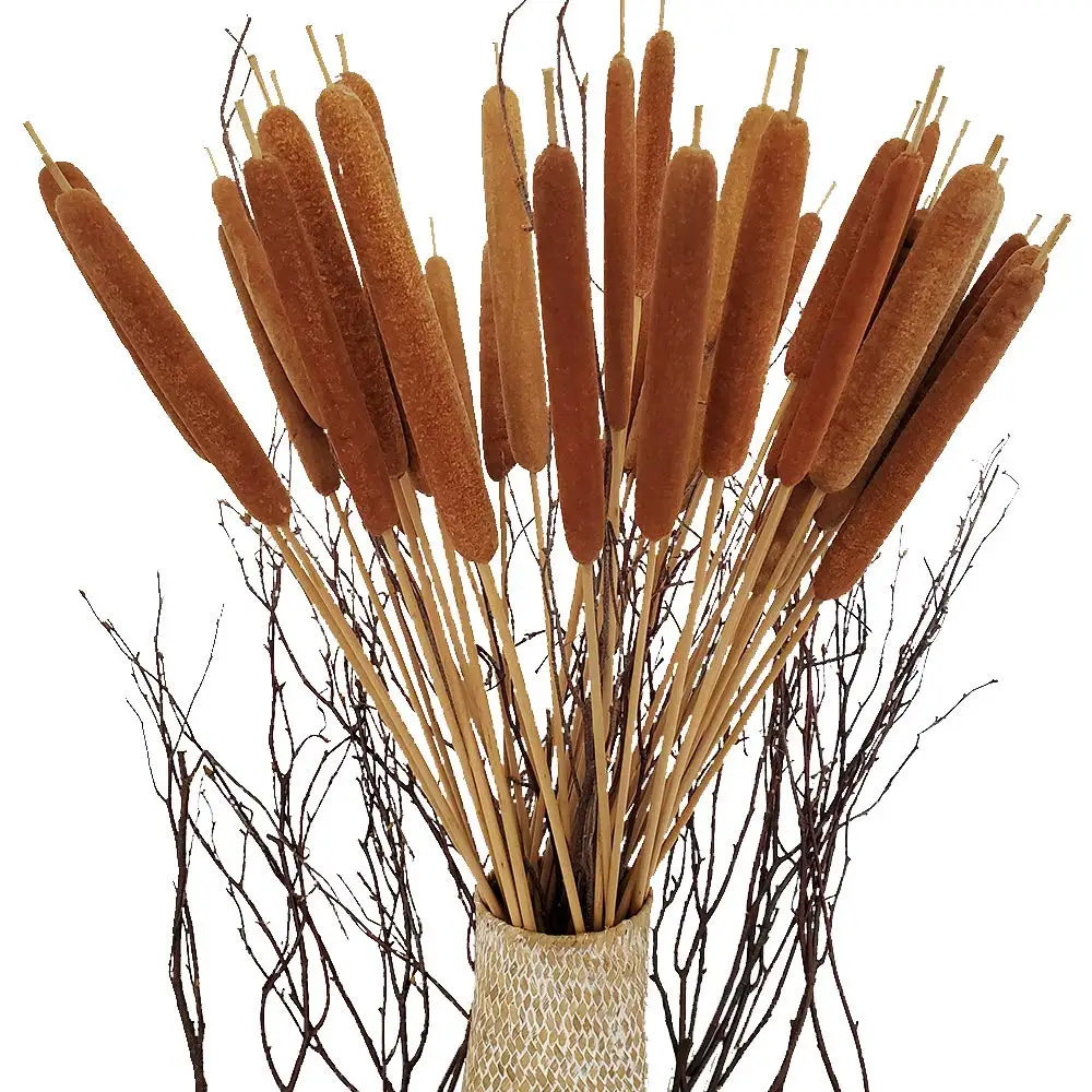 

20Pcs Dried Natural Cattails Jumbo DIY Bouquet Gift Pampas Grass for Rustic Floral Arrangement, Wedding Decorations, Home Decor