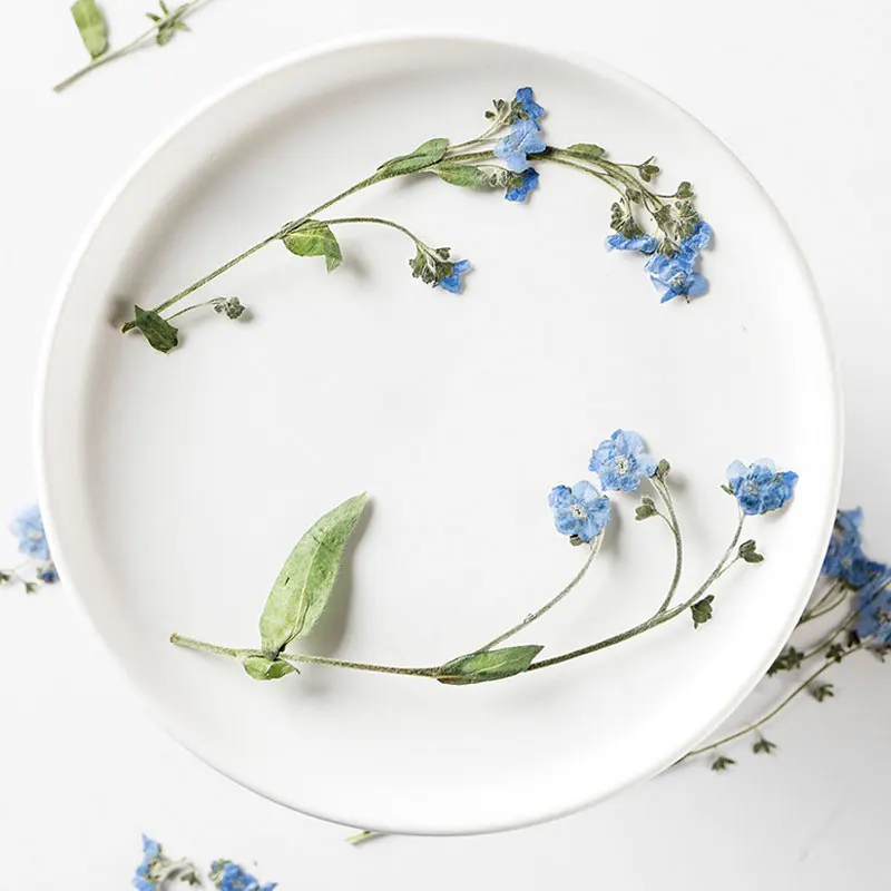 

1000Pcs Myosotis On Stems Dried Flowers Art For Bookmark DIY Raw Material Free Shipment