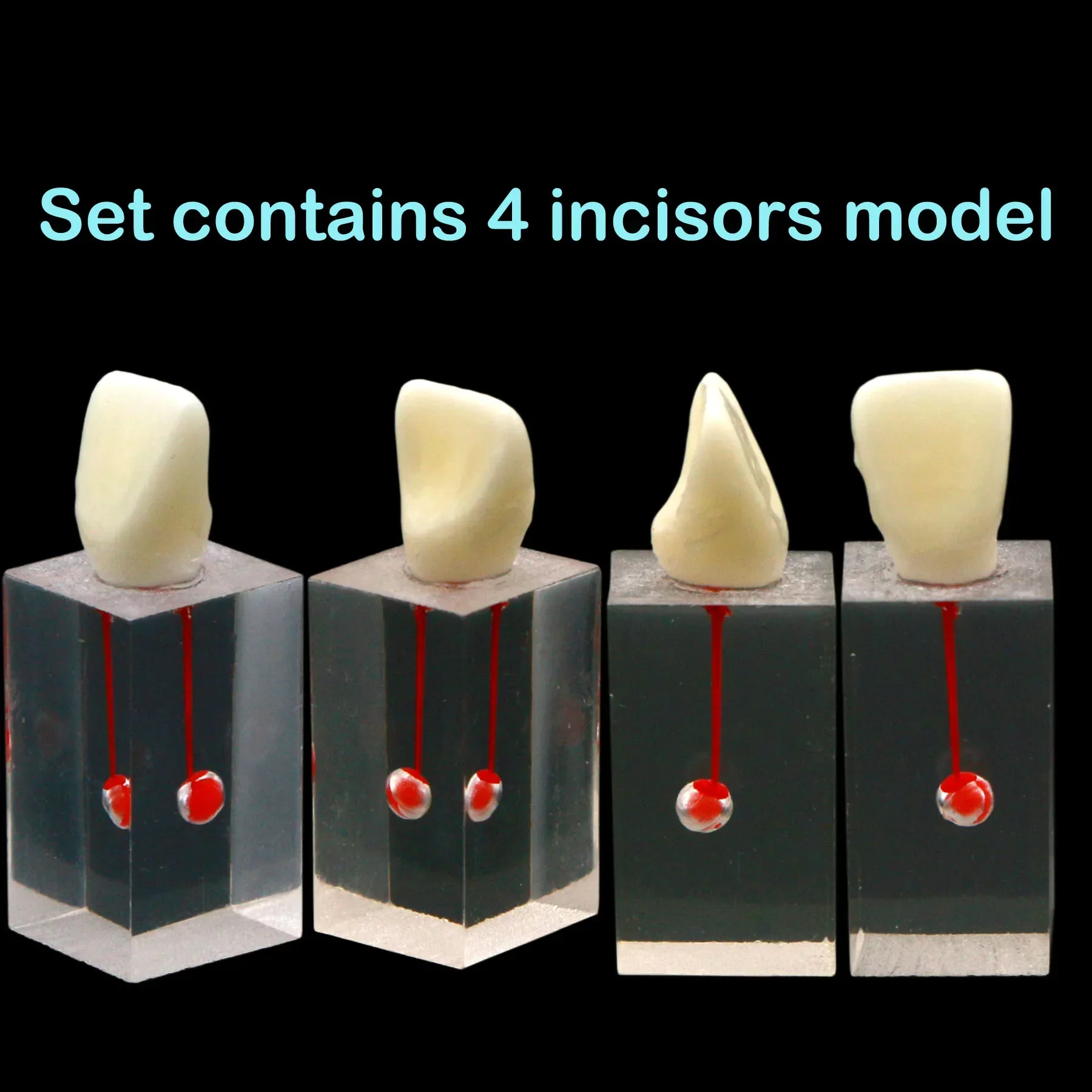 1 шт. стоматологическая тренировочная модель для корневого канала зубы