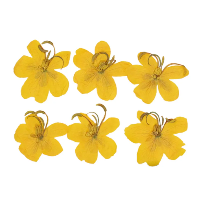 Сушеный цветок кассии материал сделай сам для ногтей ракушка натуральный