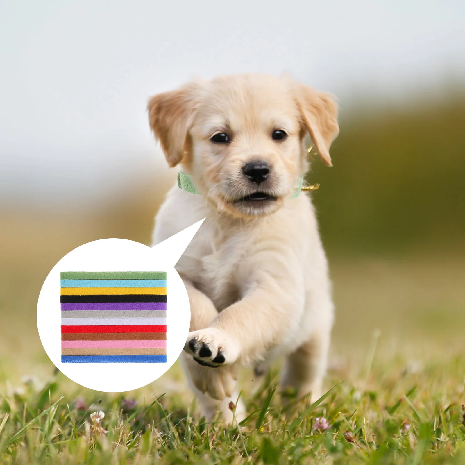 

Collar Collars Pet Puppy Puppies Dog Litter Id Whelping Newborn Nylon Adjustable Kitten Cat Paste Breed Light Dogs Large