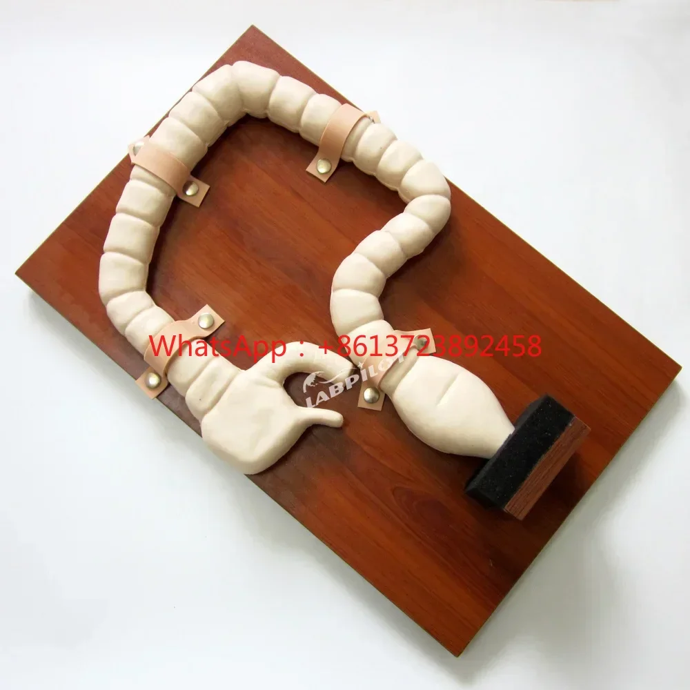 Симулятор кишечной эндоскопии модель анатомии прямой и китовидной кишки