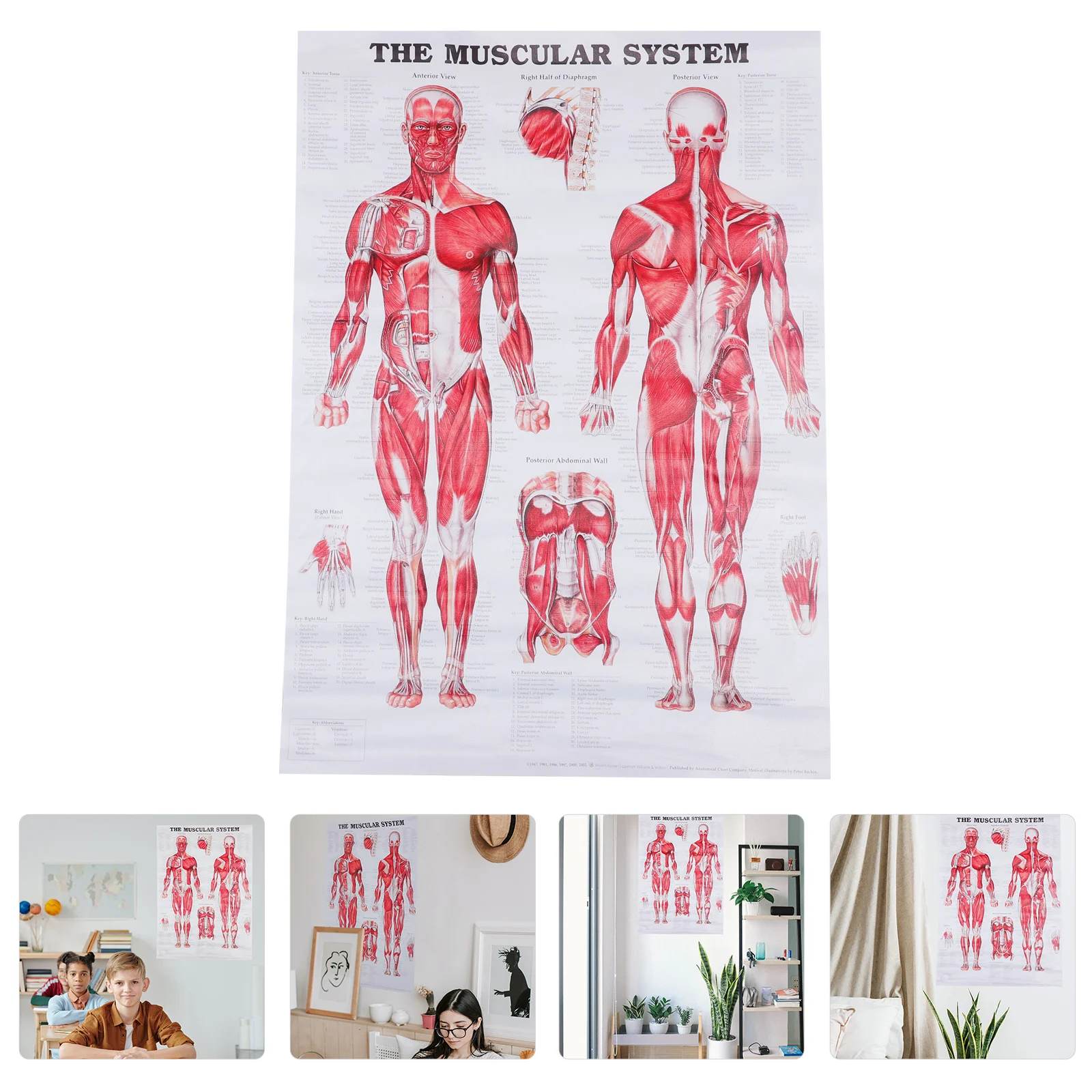 

Human Anatomy Muscular System Poster Body Chart Anatomical Frameless Wall Teaching