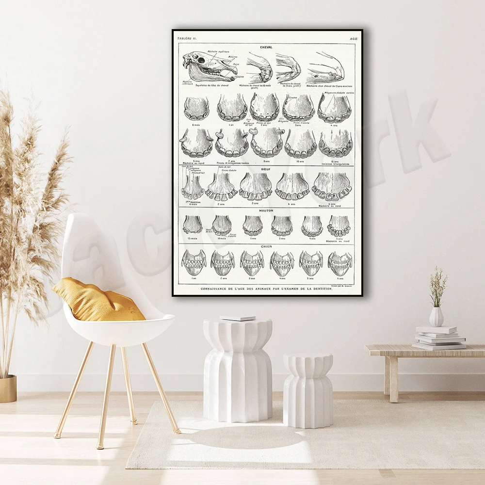 Антикварный принт зубов животных из 1924 года. Эпоха лошадей собак крупного