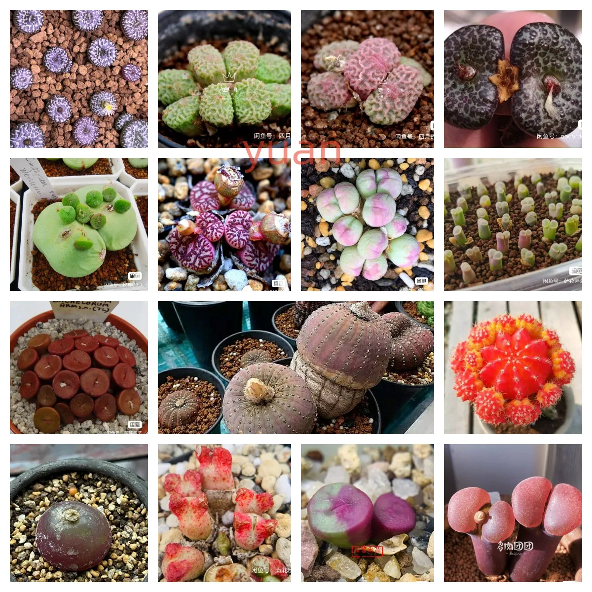 

100 шт./упак., «Lithops», полумасляные суккуленты, своего рода кактус