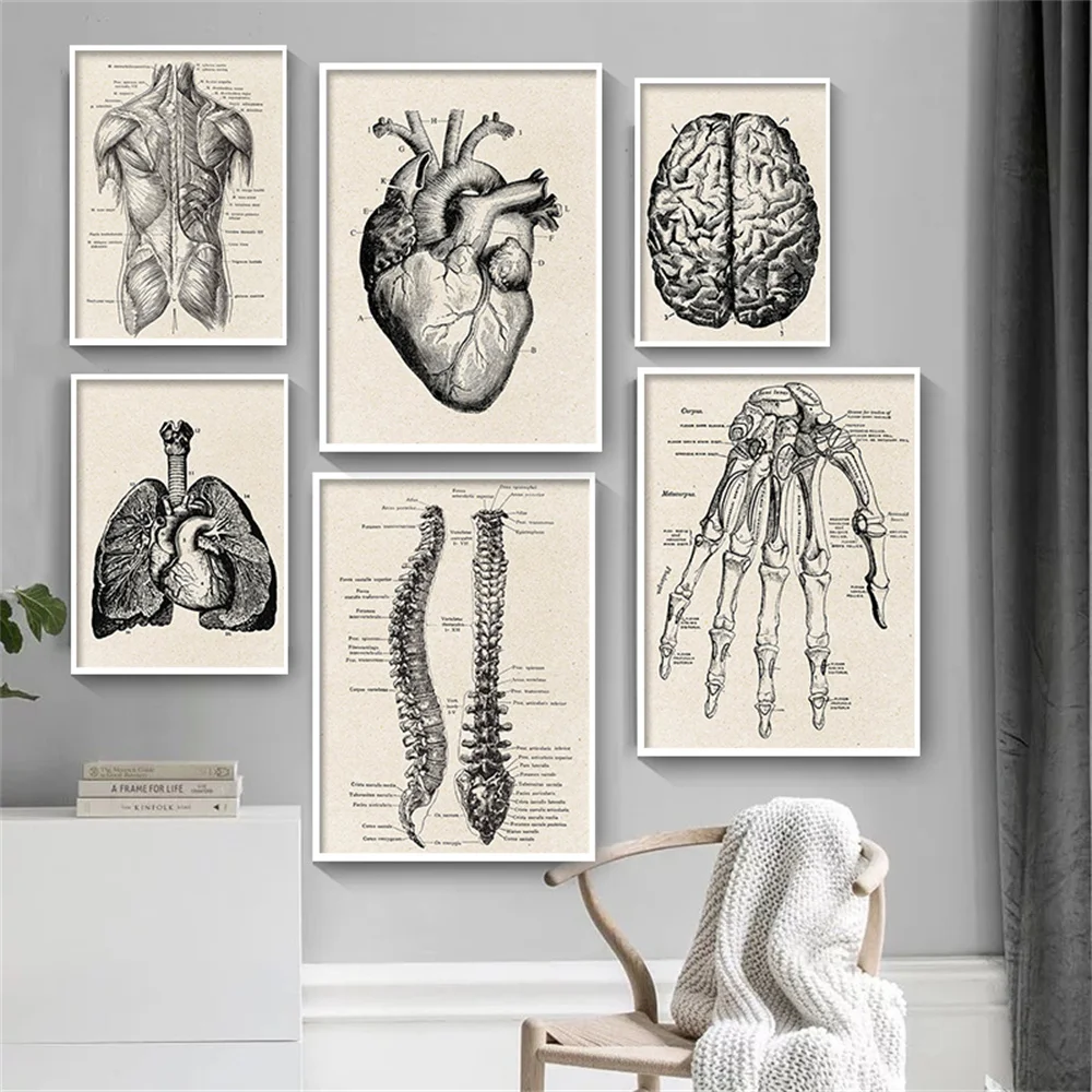 

Vintage Human Anatomy Canvas Art Poster Artwork Medical Wall Picture Muscle Skeleton Print Painting For Hospital Clinic Decor