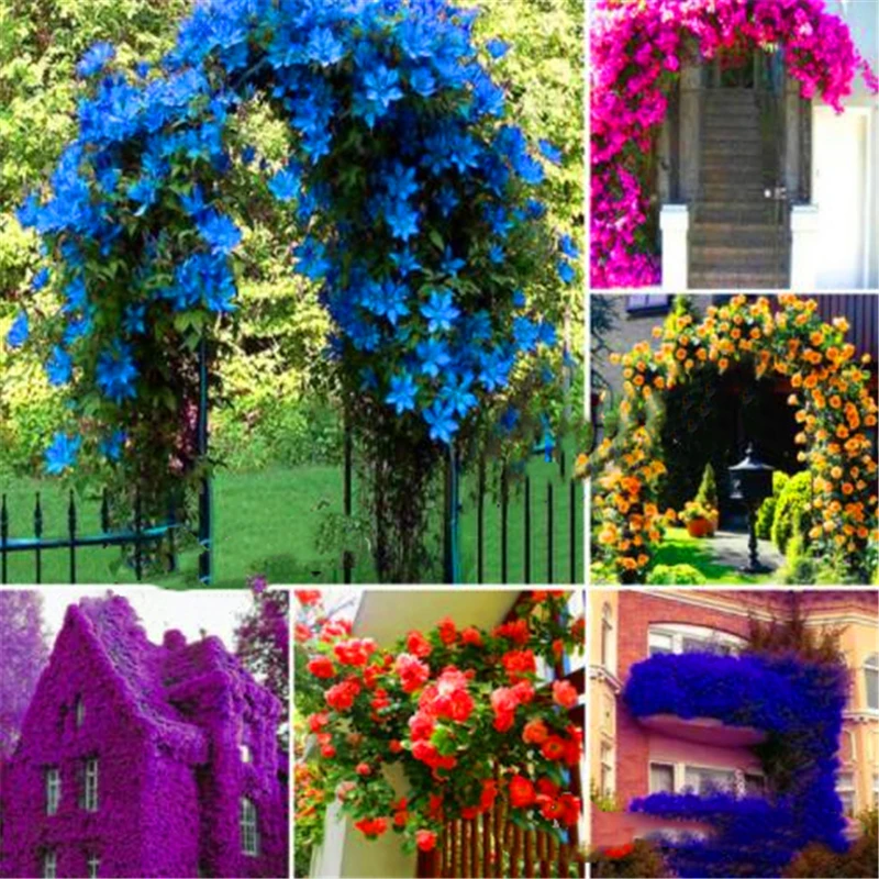 

200 шт. смешанные парфюмы, семена радужных растений для скалолазания, благовония для сада, бонсай, природные Редкие скалы, цветы, ароматные бл...