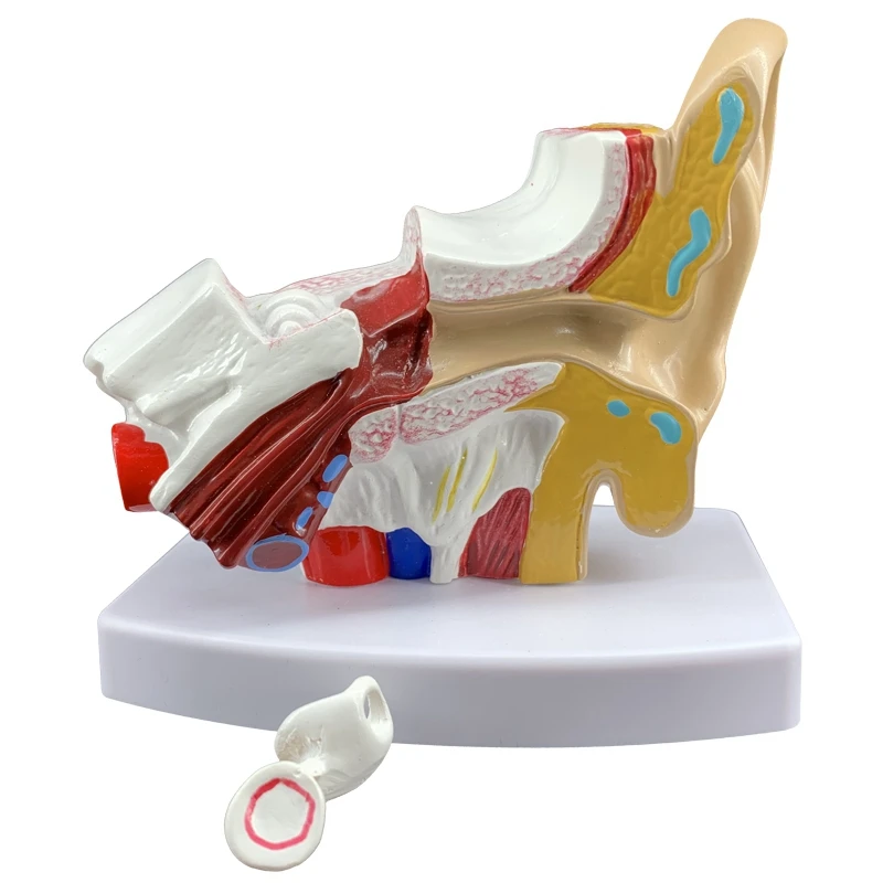 

Props Model 1.5 Times Life Size Human Ear Anatomy Model Teaching Supplies Professional