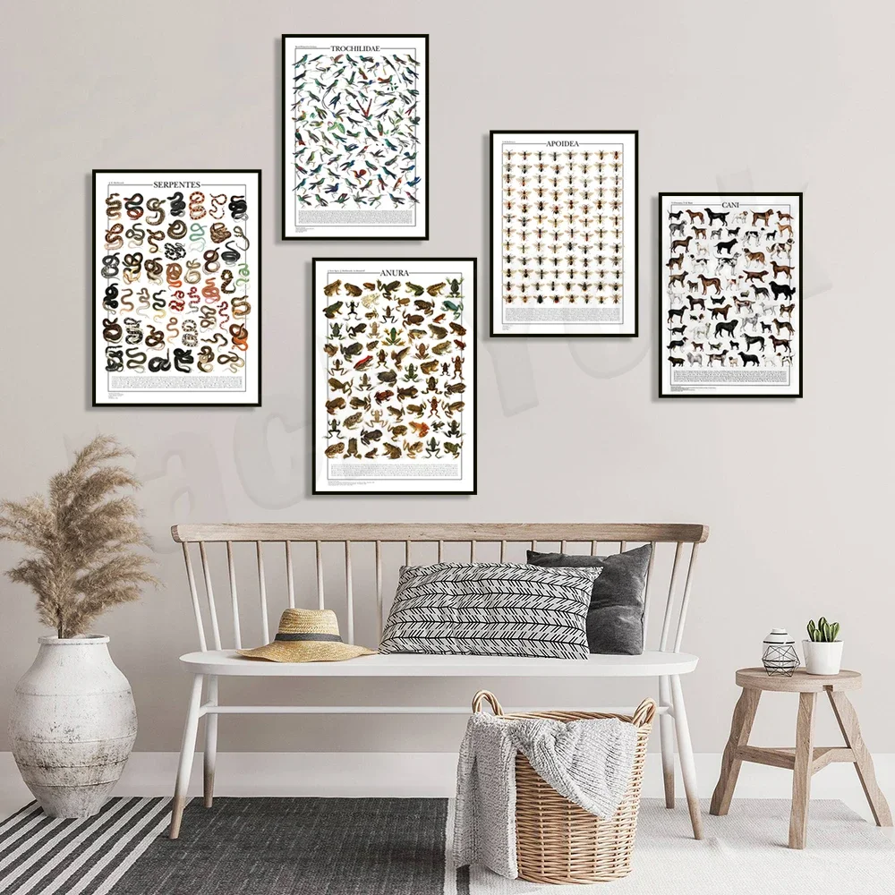 Колибри змея лягушка пчелиный животный узор виды змеи постер с птицами знаний
