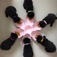 6 in 1 flower shape pet bowl for small dog cat water food feeder dish puppy kitten slow down eatting feeding bowls pet supplies