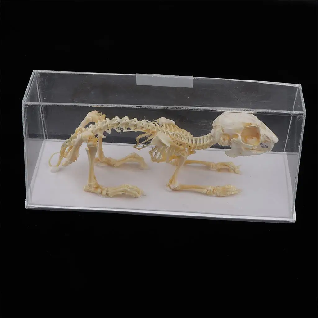 

Animal Skeleton Rabbit Sculpture with Display Case, Student Biology/ Science Teaching Aids