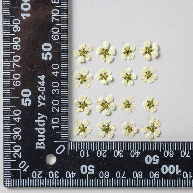 Цветочный гербарий для дизайна ногтей