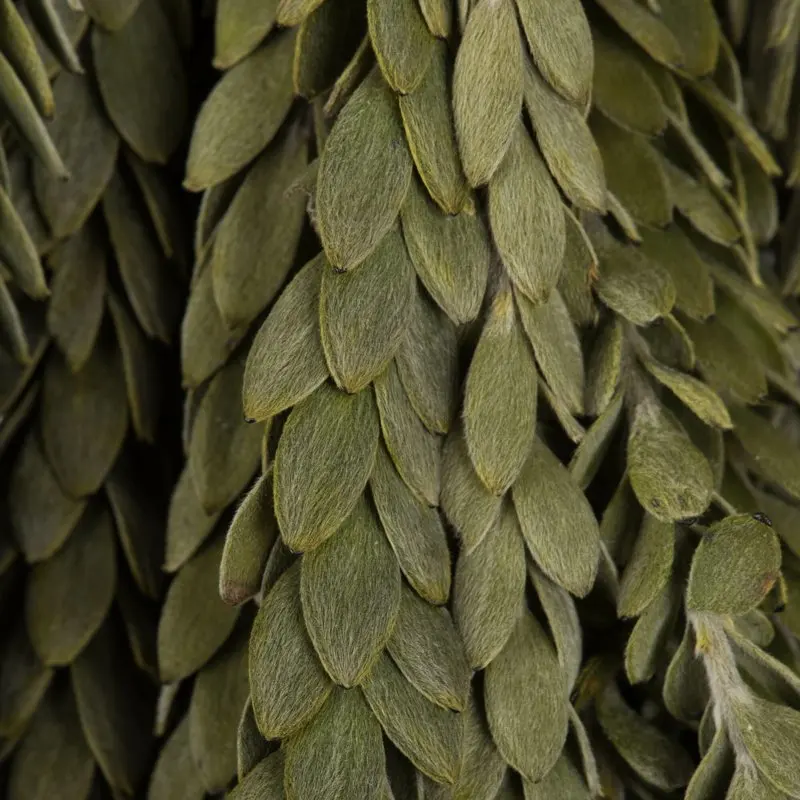 

Mini Green Buxifolia Foliage. Includes 7 oz per Bundle, Preserved