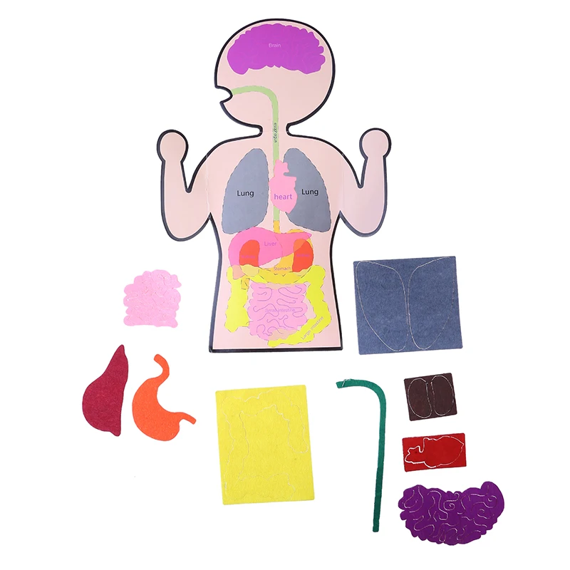 

Body Parts Teaching Aids Children Anatomy Human Body Organs Science Home School Teaching Aids Educational Insights Toys