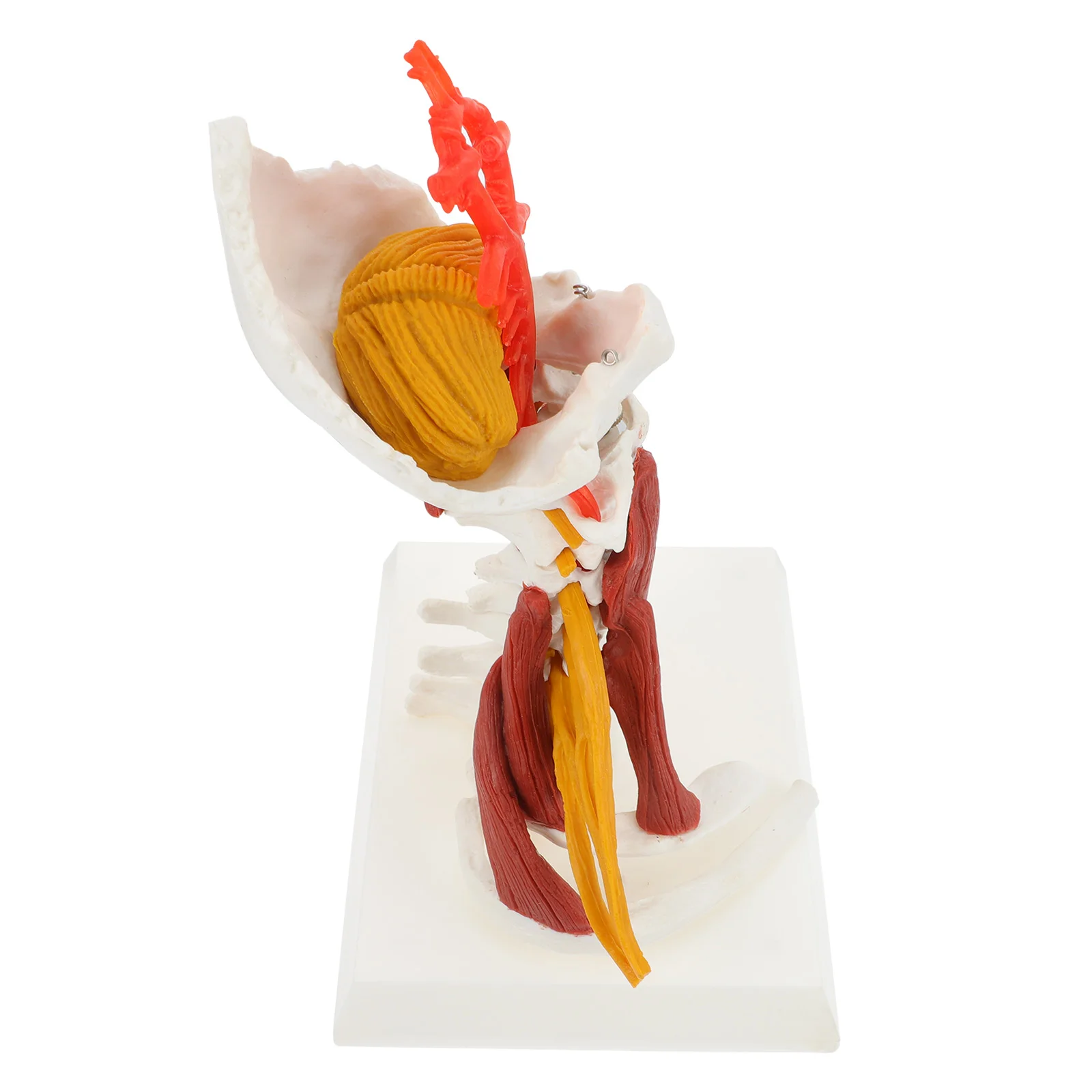 

Skeletal Model Human Cervical Vertebra Teaching Medical Anatomy Spine Display Show Nerve Muscle Mannequins Body