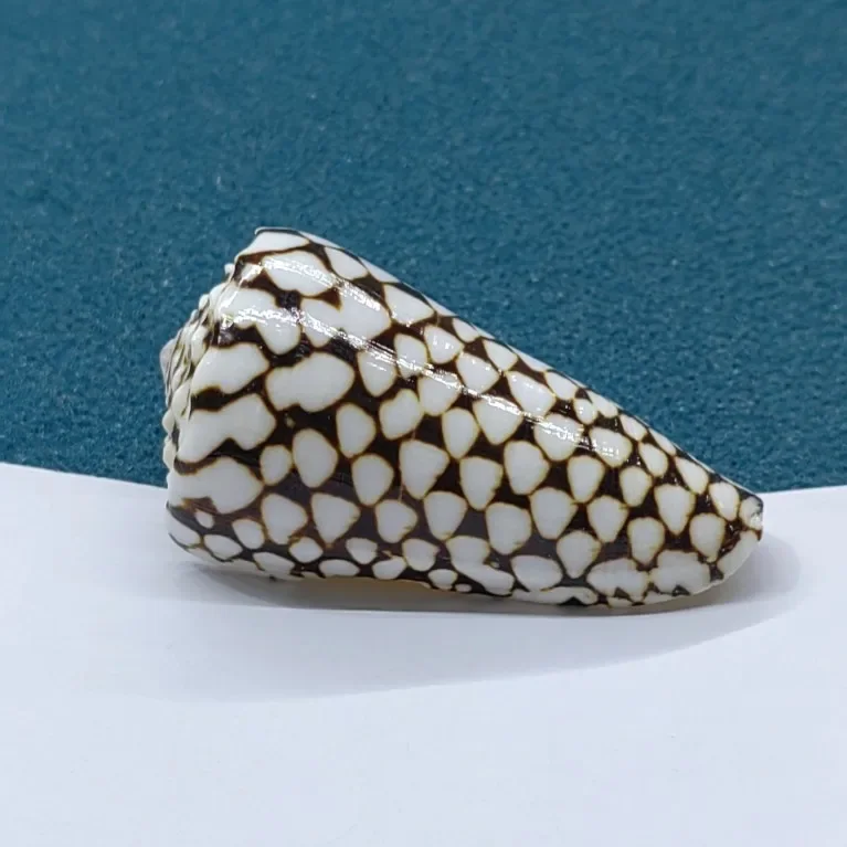 Натуральный Леопардовый конус большой альфобет конусная оболочка литоконус