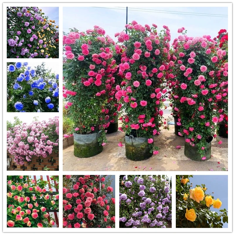 

Парфюм, роза, искусственный аромат, цветок, 100 шт