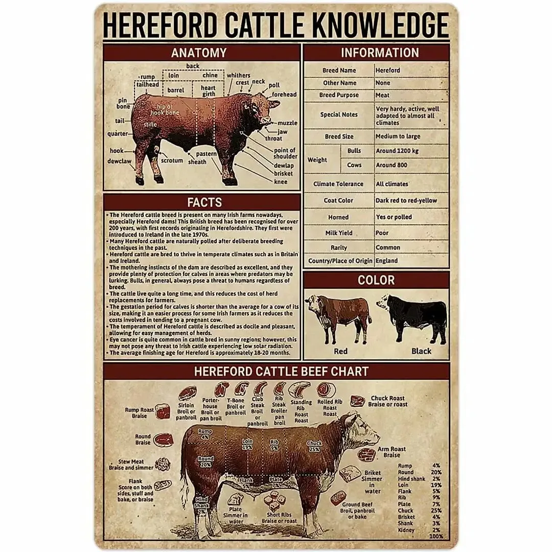 

Metal Sign Hereford Cattle Knowledge Anatomy Tin Poster Animal Farm Club School Education Wall Decoration Plaque Vintage Decor