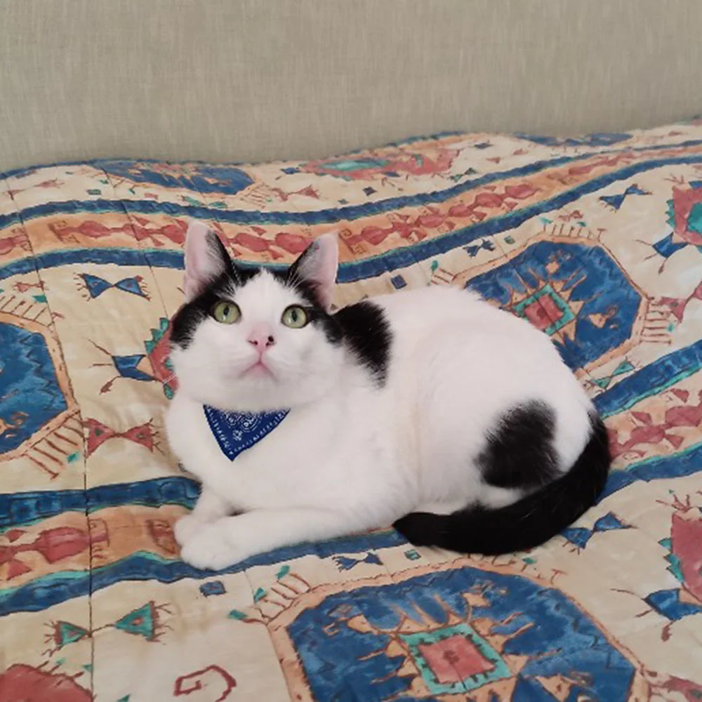 Бандана-кошачий шарф для щенков