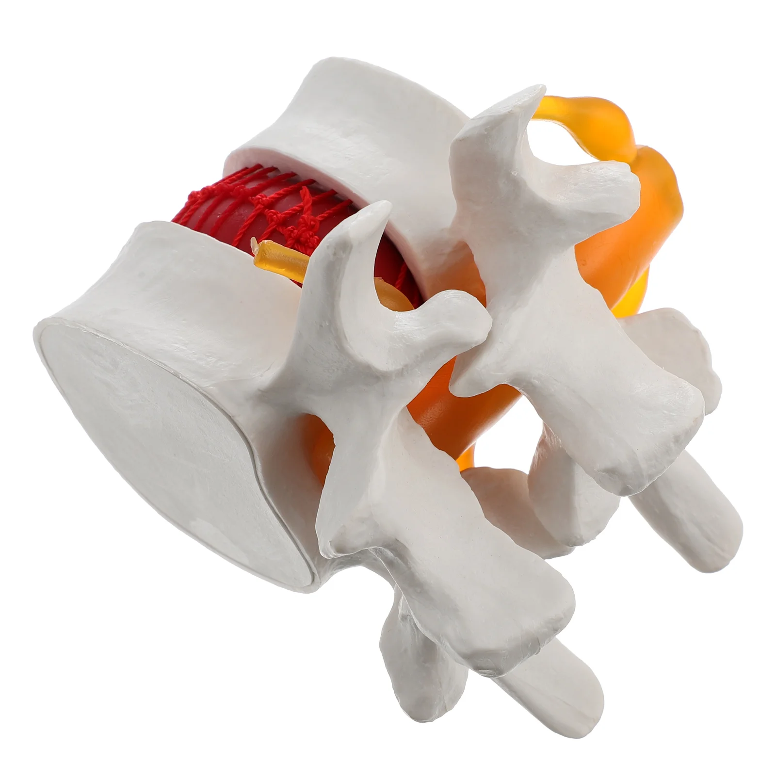 

Spine Model Vertebra Pathology for Teaching Manaquin Manikin Body Medical Anatomy Enlargement Lumbar