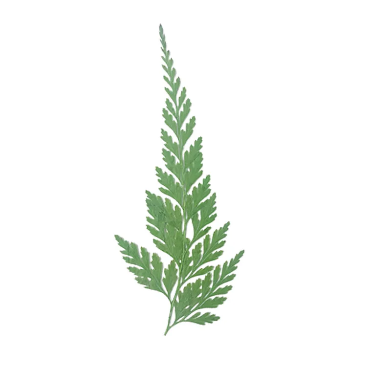 Сушеный цветок черный папоротник искусственный материал настольная лампа свеча