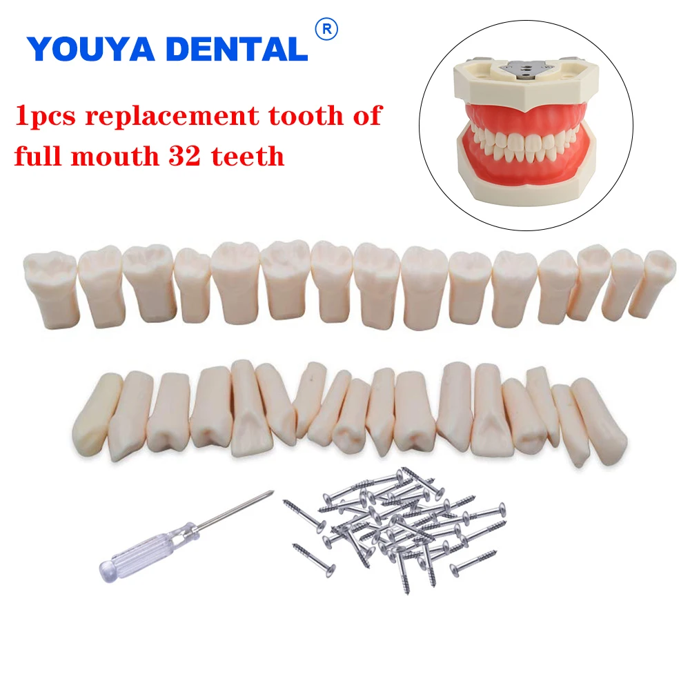 

1pcs Dental Tooth Model Typodont Model Replacement Simulation Teeth Resin Screw For NISSIN Teaching Training Dentistry Material