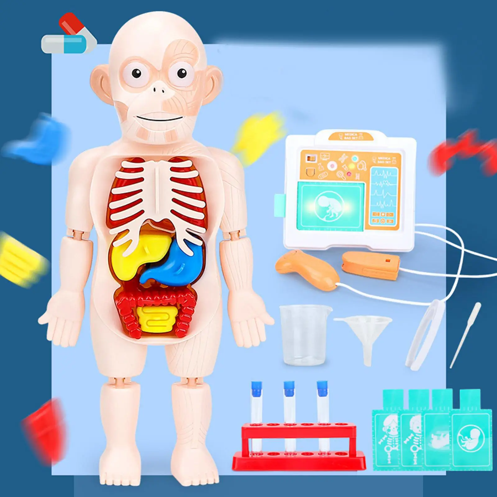 

Body Model Development Toy Teaching Aids for Learning Demonstration
