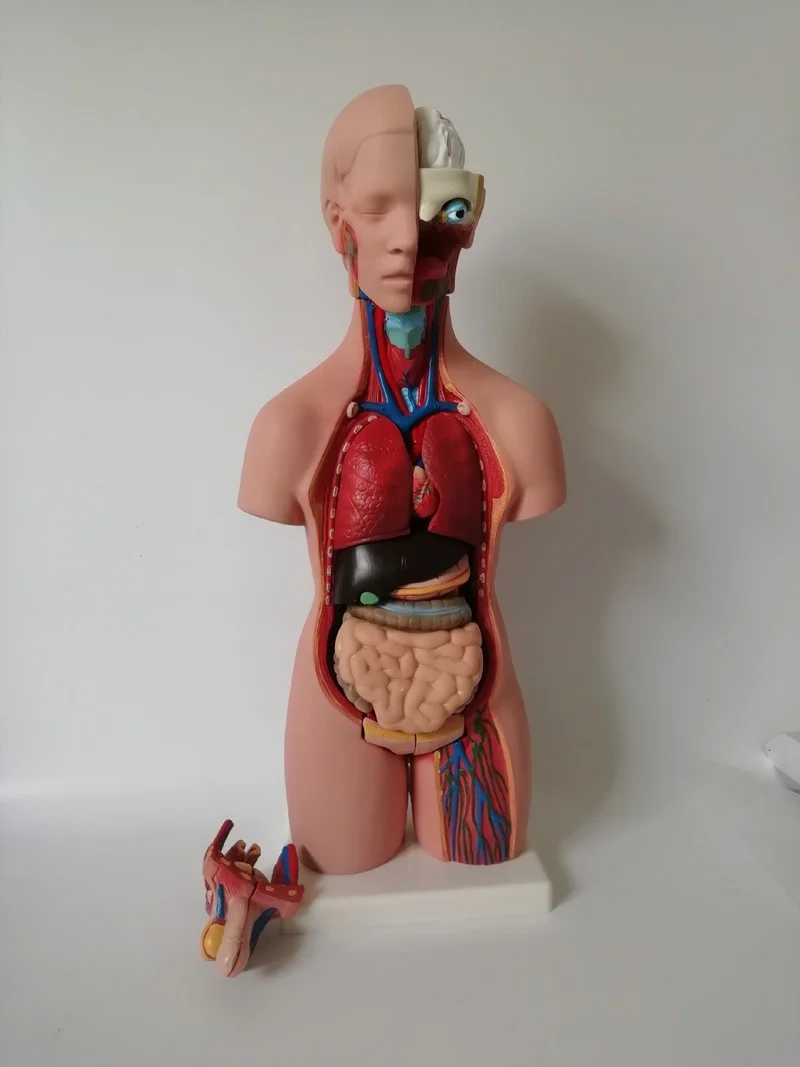 

2 шт., анатомические человеческие органы, 55 см
