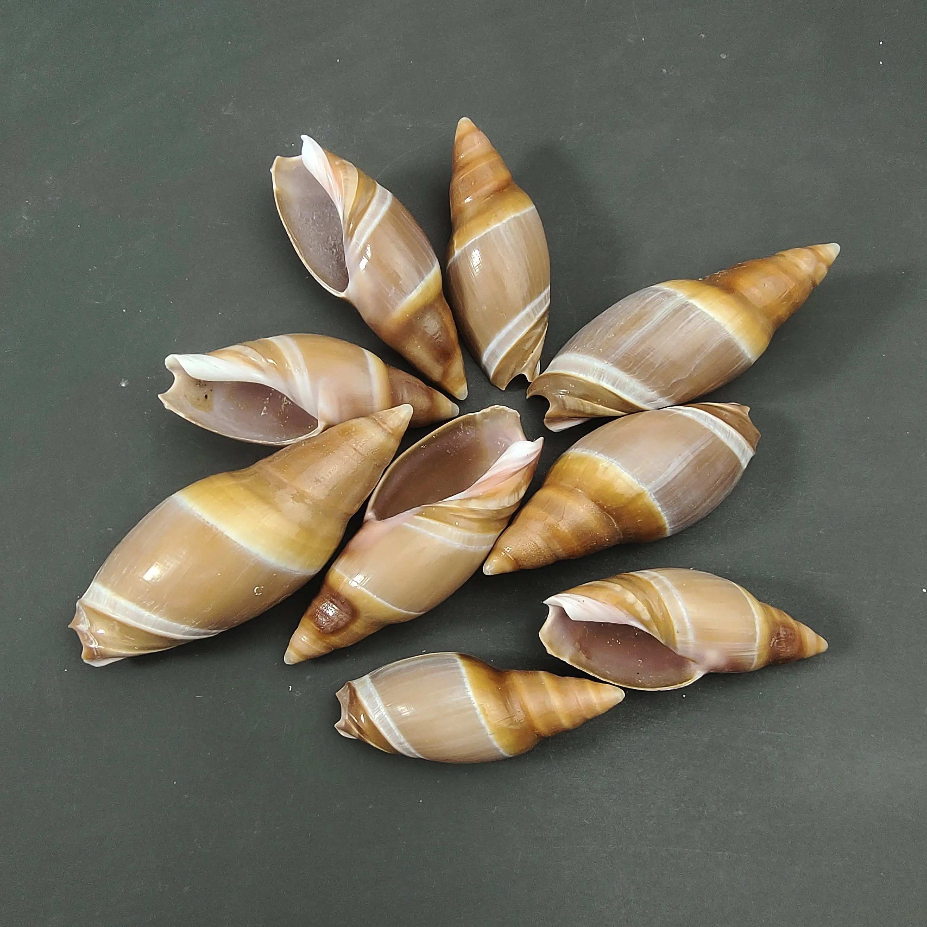 

Conch shell Mediterranean ornaments photography material miniature collection specimen