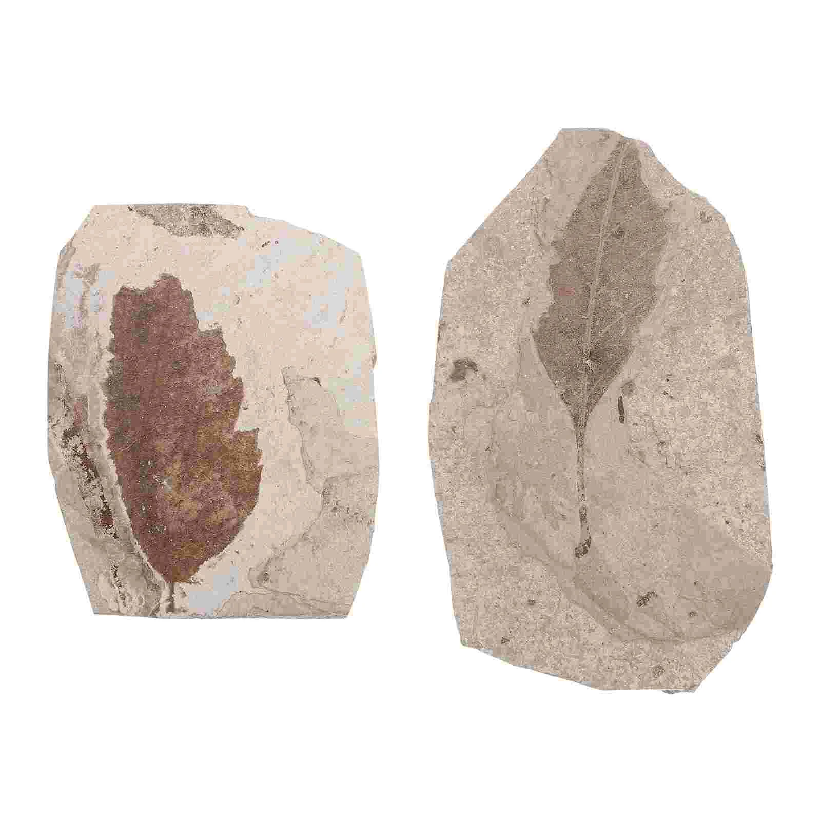 

2pcs Leaf Fossil Durable Creative Prime Fossil Collection Fossil Education Real Fossils For Children Gift Home