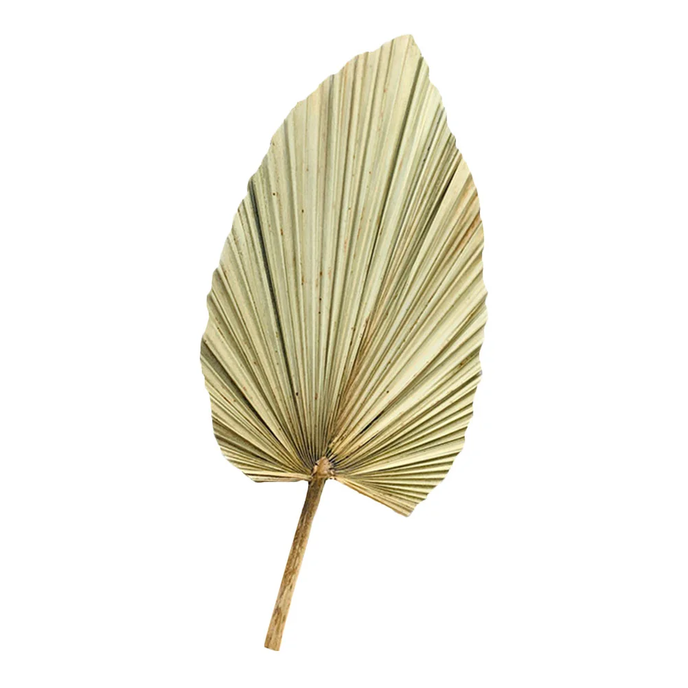 

Palm Dried Leaves Decor Leaf Fan Dry Tropical Wedding Fronds Preserved Palms Palmetto Fake Artificial Natural Hand Green