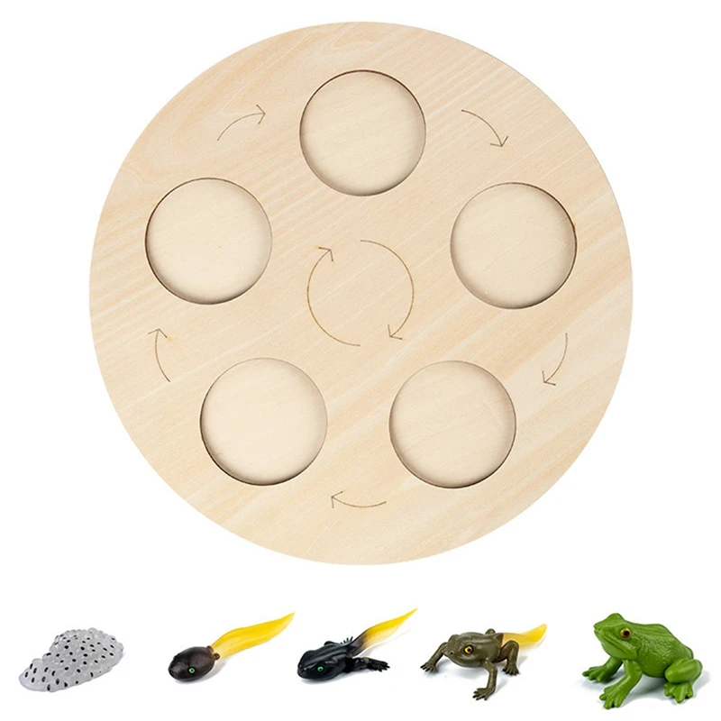 

Frog Life Cycle Board Set Lifestyle Stages Kids Teaching Tools Animal Growth Cycle Educational Model Gifts