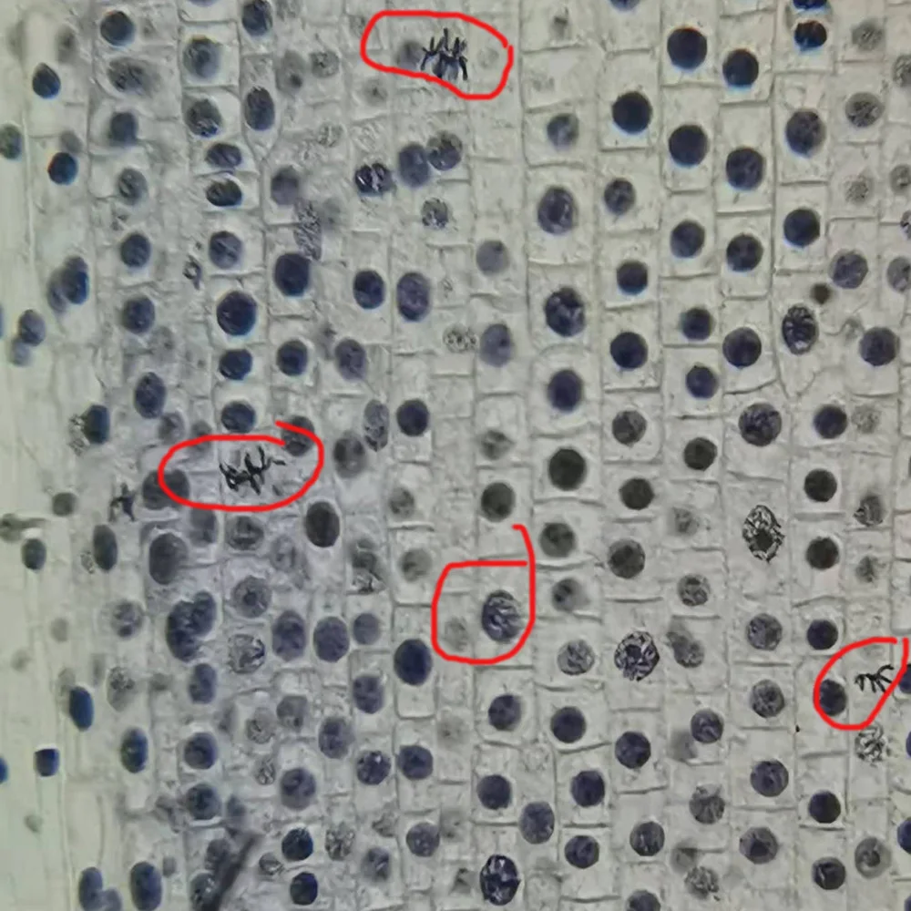 Набор из 5 предметов для изучения Биологии растений | Канцтовары офиса и дома