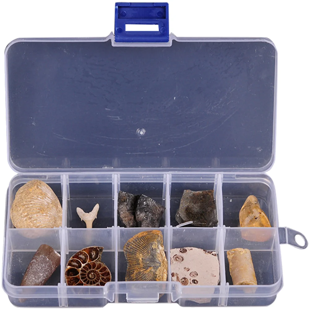 

Fossil Fossils Specimen Teaching Kit Model Orthoceras Collection Paleontology Trilobite Science Toy Sample Ancient Tooth