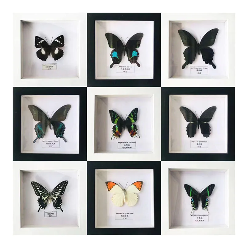 Real Butterfly Specimen Photo Frame Teaching Popular Science Home Decoration Hanging Painting Wedding Collection Display Box