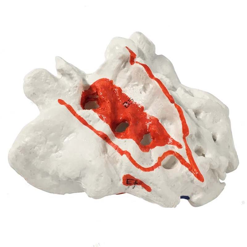 

Human Skeleton Anatomy Sacrum Model With Coccyx Model Fun Medical Training Skin