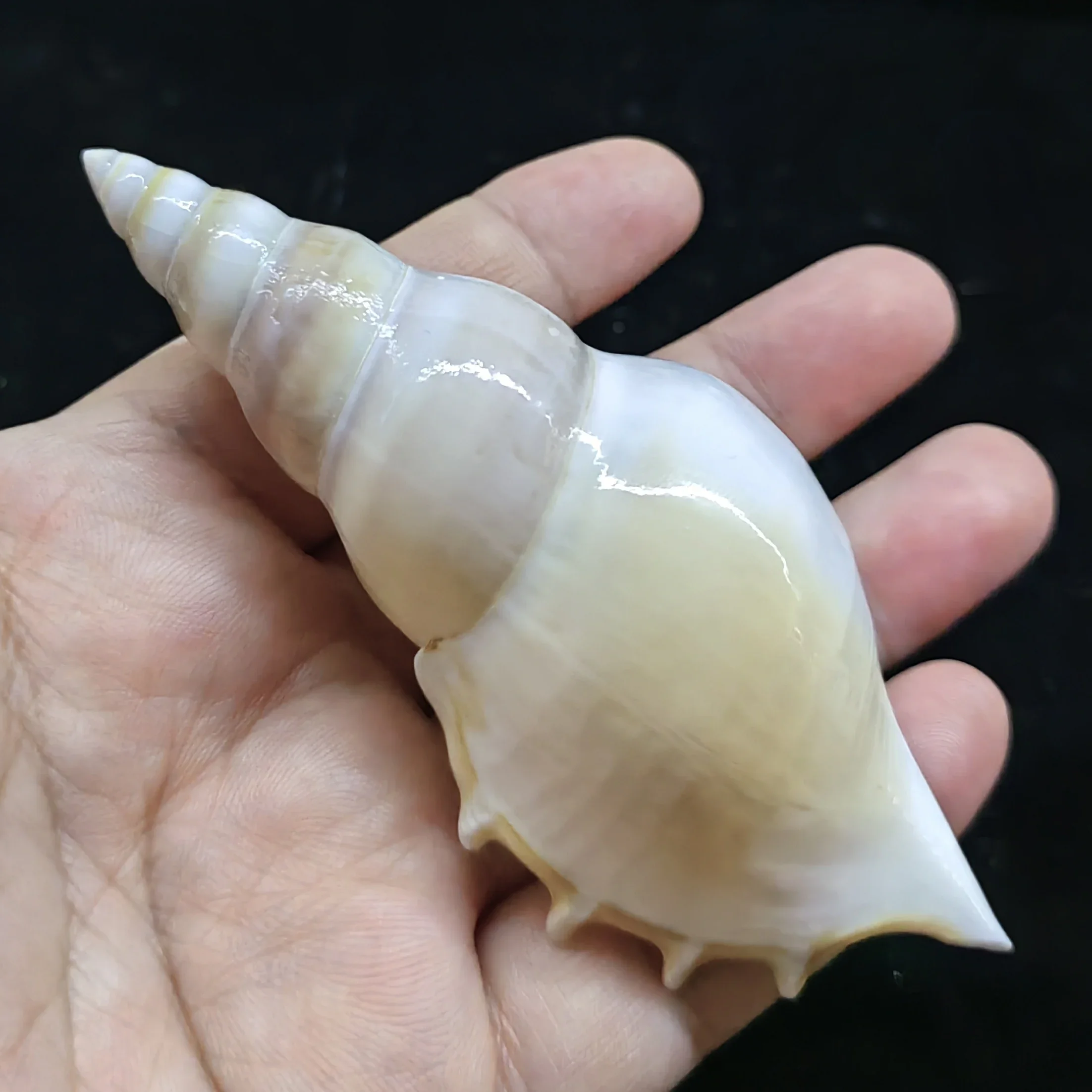 Ракушка природный спиральный микрокосмический цветочный горшок аквариум