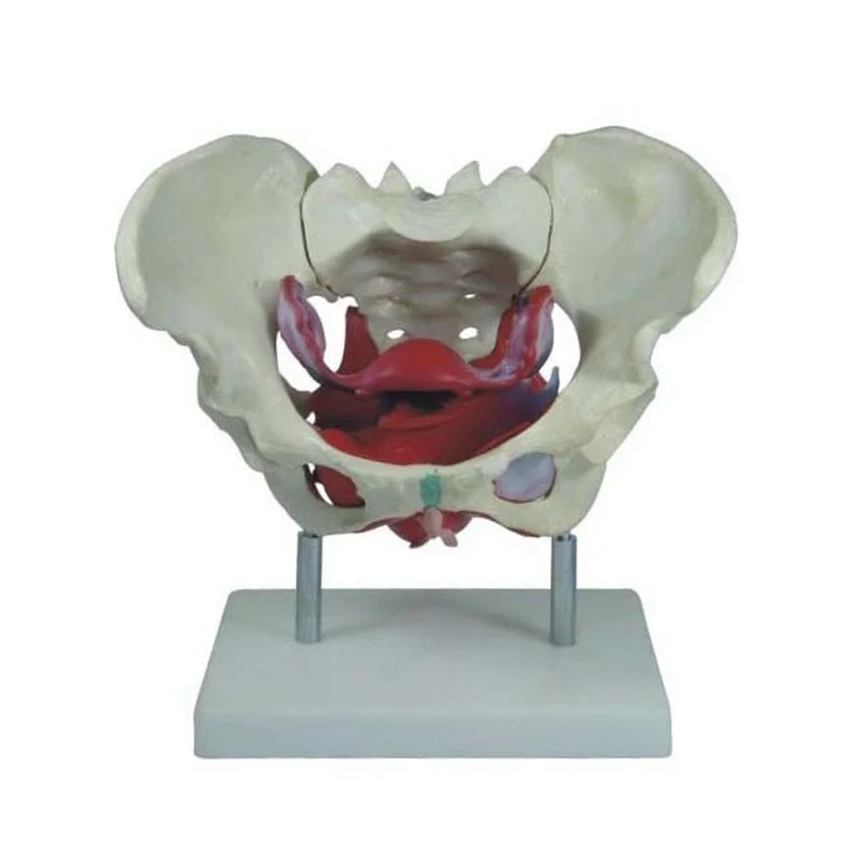

Female Pelvis and Pelvic Floor Muscle Model Human Body Parts Toys