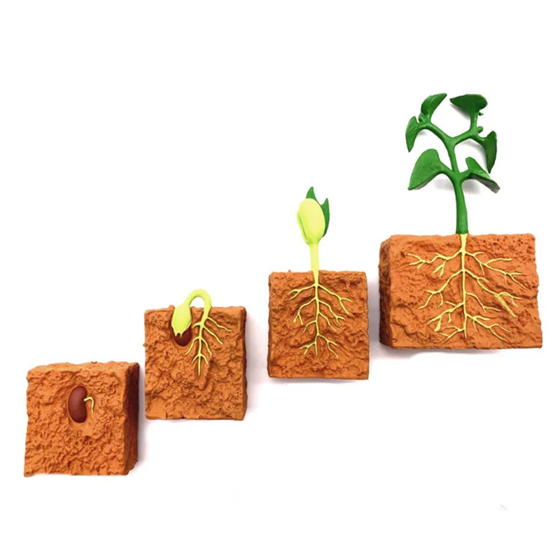 

Children's Simulation Plant Model Educational Toy Plant Growth Process Cognitive Montessori School Creative Early Education Toy