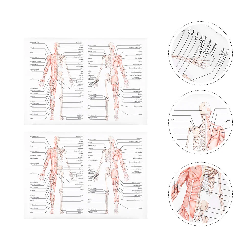 

2 Pcs Poster Human Dissection Musculoskeletal Picture Body Muscle Figure Teaching Painting Anatomy Silk Cloth