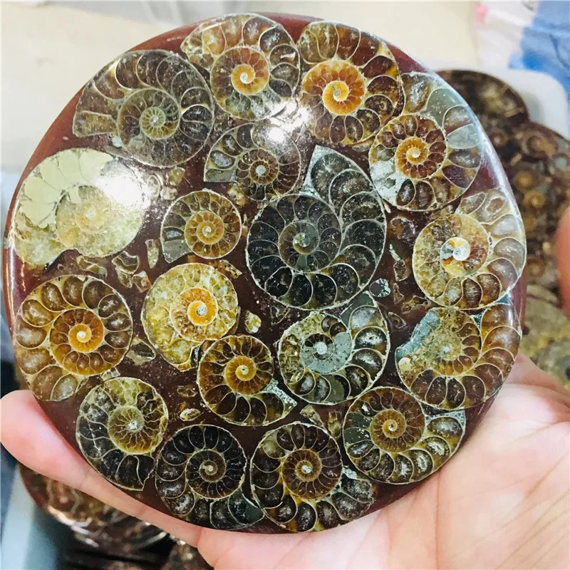 

Natural Ammonite Disc Fossil Conch Specimen Healing +Stand 1pcs
