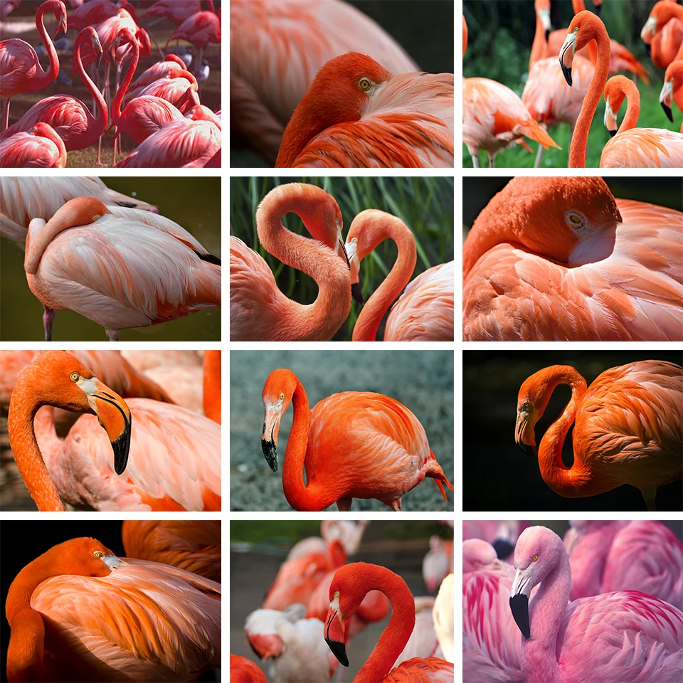 

5D DIY алмазная живопись, животные, фламинго стразы, искусство, вышивка, мозаика, Набор для вышивки крестиком, подарки для домашнего декора