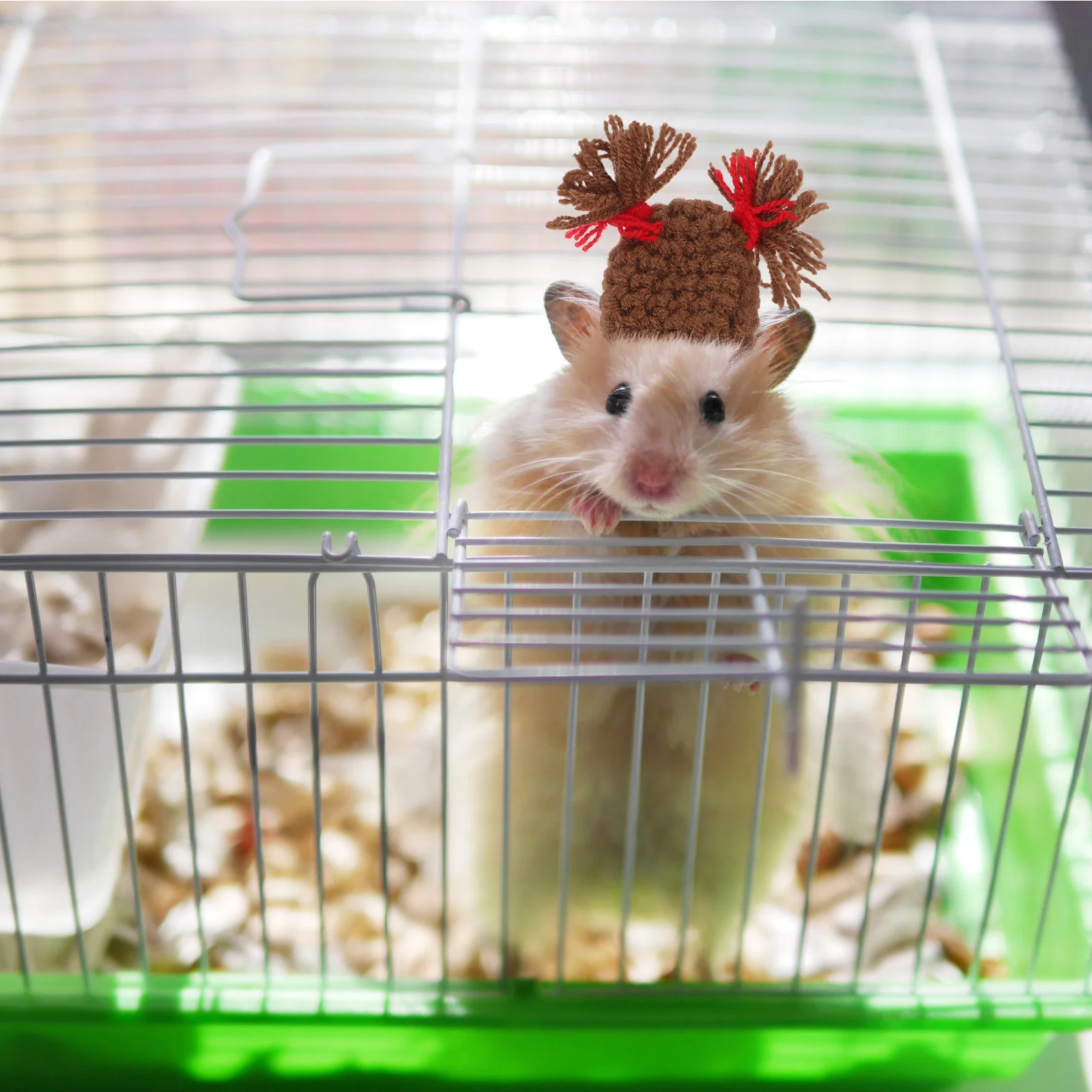 Сирийский хомячок. Картинки мемы 2024 хомяки. Домик для хомяка из бутылки. Хомяк домашний. Хомяк.