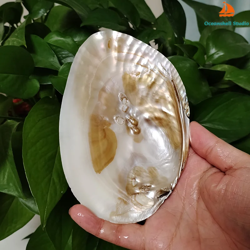 

Ракушка из пресноводного жемчуга 13-15 см