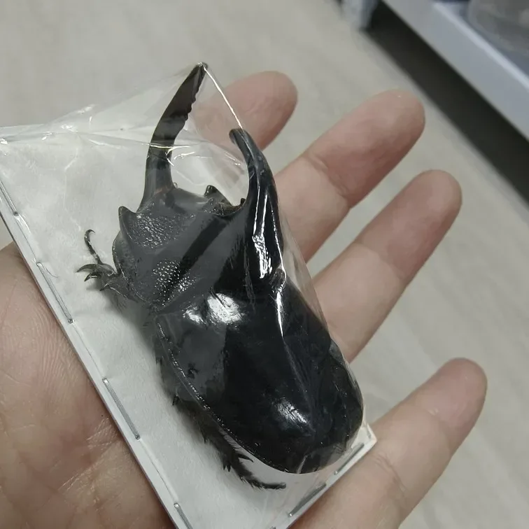 Образец насекомых настоящего жука Золотая черепаха Насекомые Жук